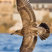 Western Gull